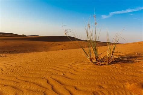 sahara desert ecosystem